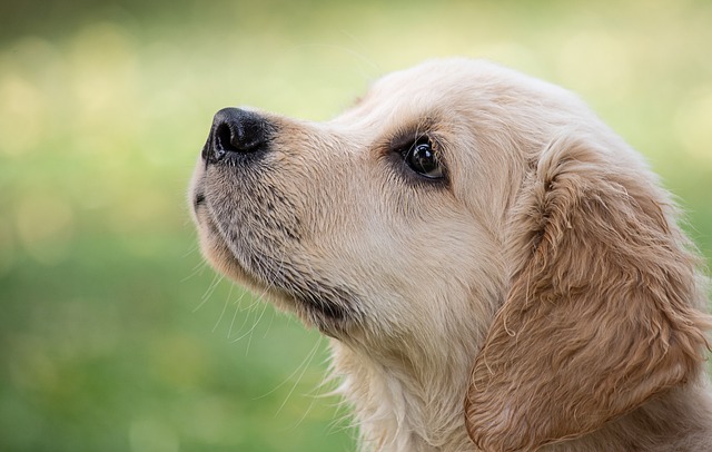 Ananas en honden: is het een goede combinatie?