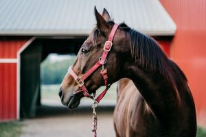 Stijgbeugels en helmen: innovatie en veiligheid in de paardensport